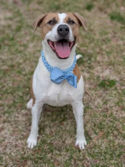 An adult large-sized female Terrier dog named Lipton for adoption in Gulfport, MS