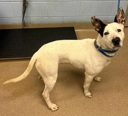 An adult large-sized female Mixed Breed dog named Porridge for adoption in Chamblee, GA