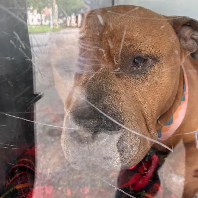 An adult medium-sized male Brown / Chocolate Mixed Breed dog named Wyatt for adoption in Philadelphia, PA