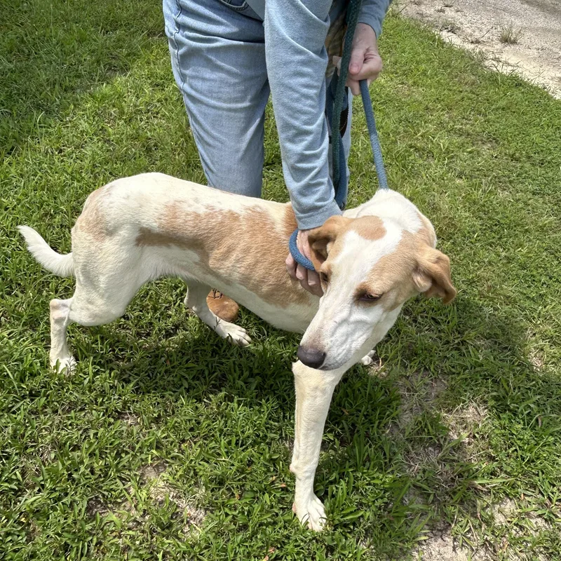 An adult medium-sized female Apricot / Beige Hound dog named Snowball for adoption in Charles City, VA