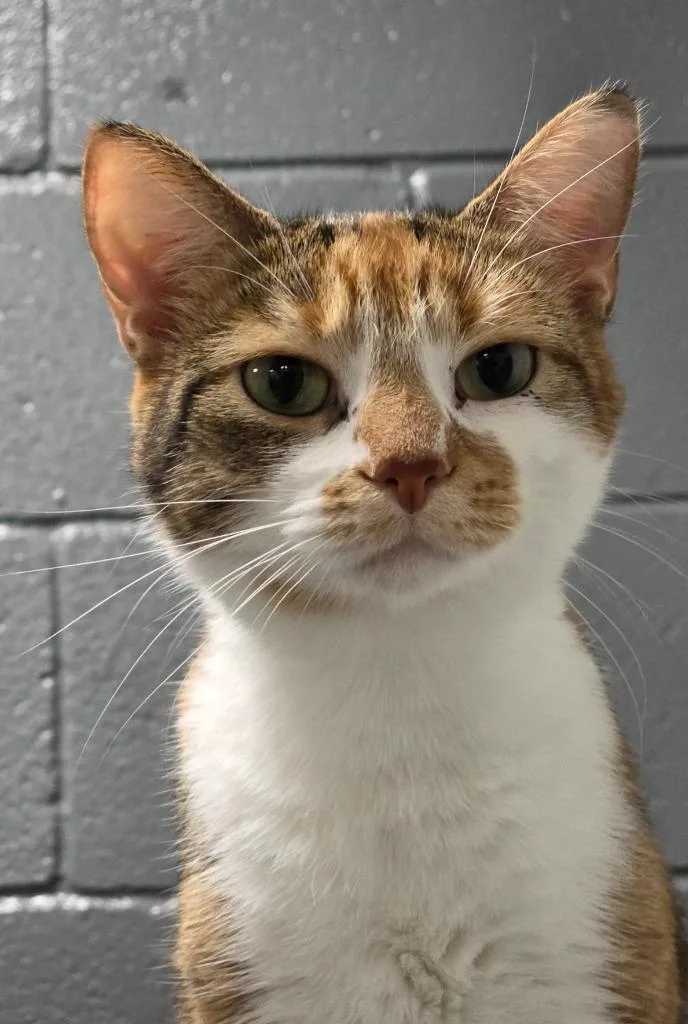 A young medium-sized female Domestic Short Hair cat named Karma for adoption in Huntington, IN
