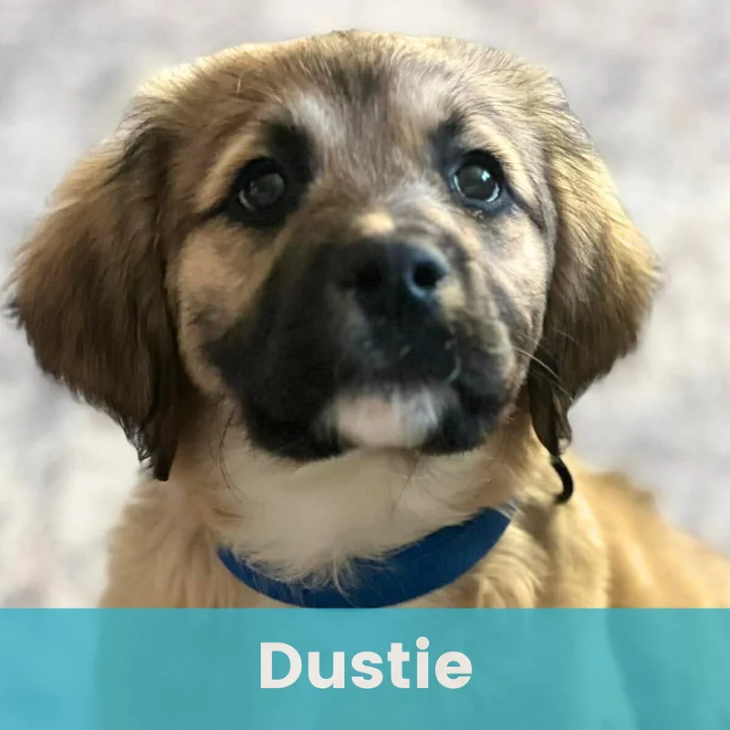 Dustie