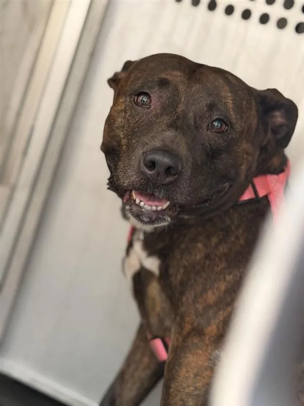 An adult large-sized female Pit Bull Terrier dog named Layla for adoption in Austin, TX