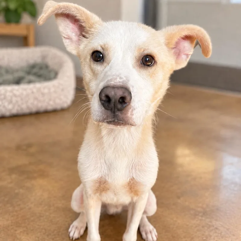 A young medium-sized male White / Cream Mixed Breed dog named Guinness for adoption in House Springs, MO