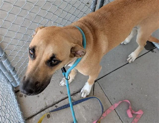 A young small-sized female Belgian Shepherd / Malinois dog named Skylar for adoption in Bakersfield, CA