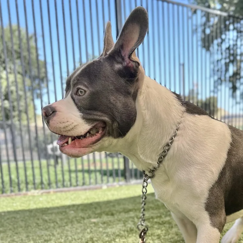 A young medium-sized male White / Cream Pit Bull Terrier dog named Hank  Ecas for adoption in Pleasanton, CA