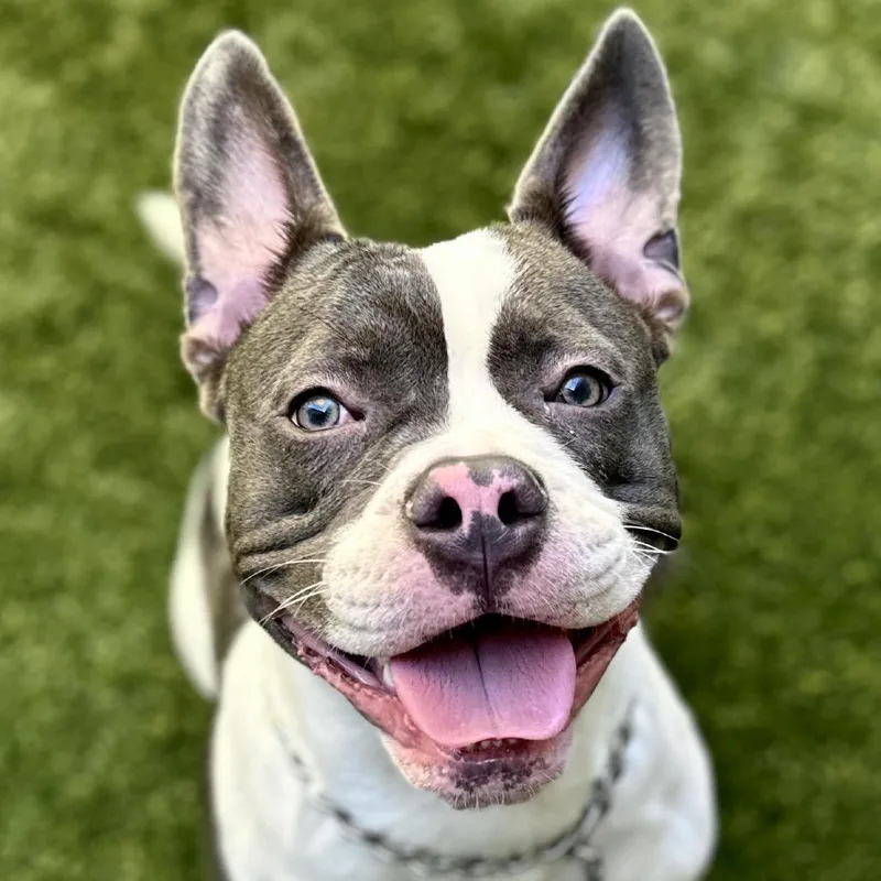 Hank  Ecas thumbnail 6