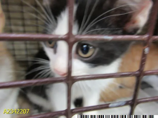 A baby small-sized male Domestic Short Hair cat named Udon for adoption in West Palm Beach, FL