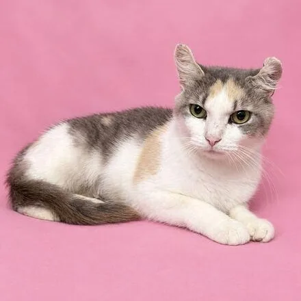 A baby medium-sized female Domestic Short Hair cat named Meadow for adoption in Valdosta, GA