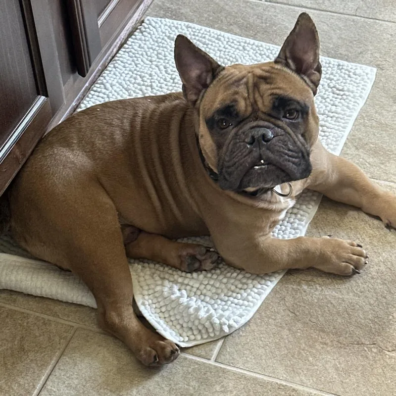 An adult medium-sized male Yellow / Tan / Blond / Fawn English Bulldog dog named Ziggy for adoption in Houston, TX
