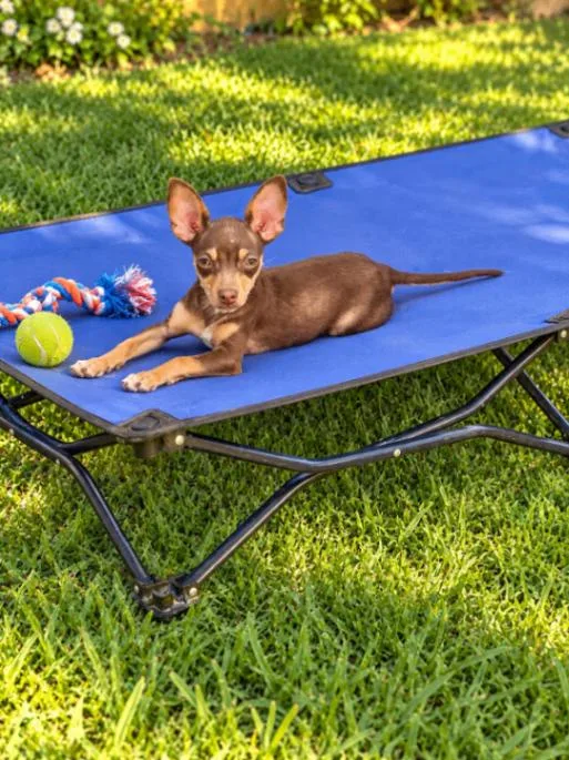A young small-sized female Chihuahua dog named Masie for adoption in North Bend, WA