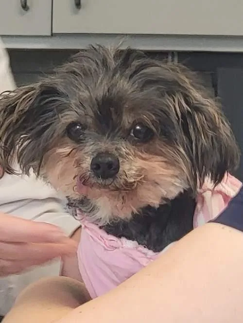 A senior small-sized female Black Yorkshire Terrier dog named Betty for adoption in League City, TX