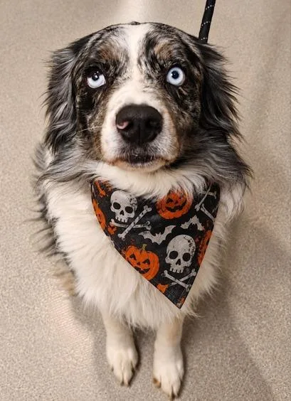 An adult medium-sized male Australian Shepherd dog named Glen for adoption in Superior, WI