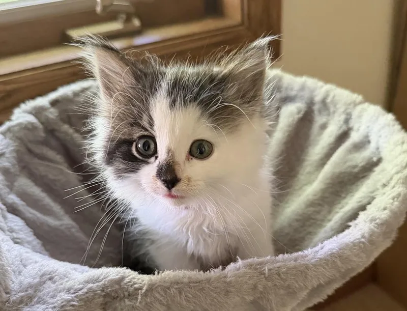 A baby small-sized female Black & White / Tuxedo Domestic Medium Hair cat named Corova for adoption in Anoka, MN