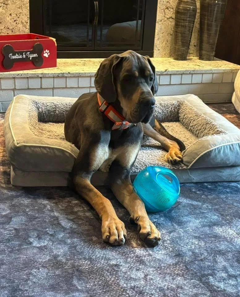 A baby extra large-sized male Great Dane dog named Big John $ for adoption in Milwaukee, WI