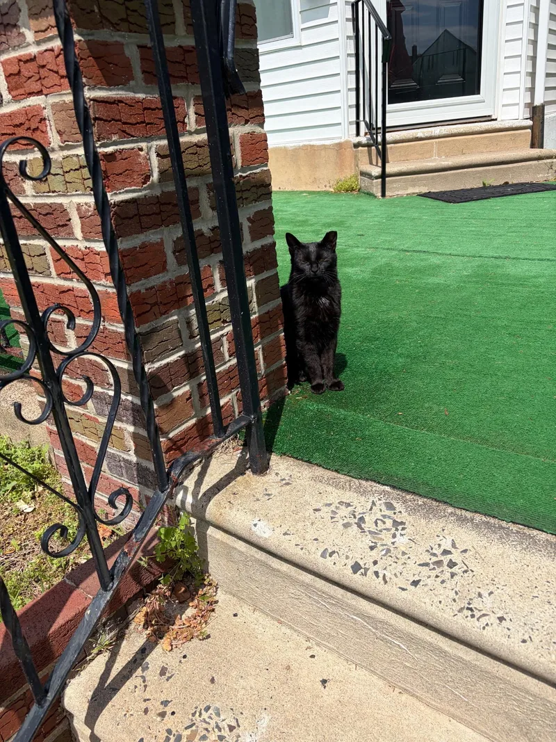 An adult medium-sized female Black Domestic Short Hair cat named Madame Morgan for adoption in Philadelphia, PA