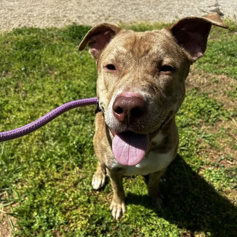 A young medium-sized male Yellow / Tan / Blond / Fawn Pit Bull Terrier dog named Teddy Bear Boy for adoption in Greenville, SC