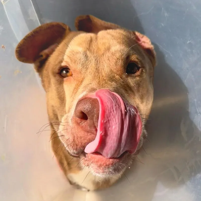 Teddy Bear Boy thumbnail 2