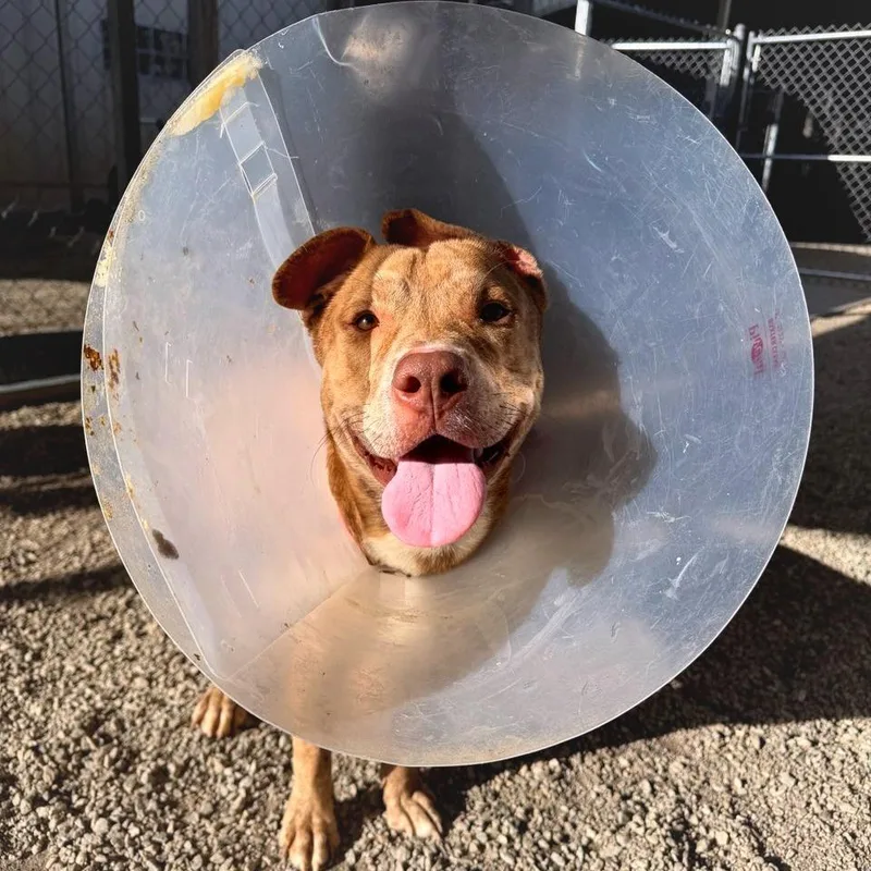 Teddy Bear Boy thumbnail 4