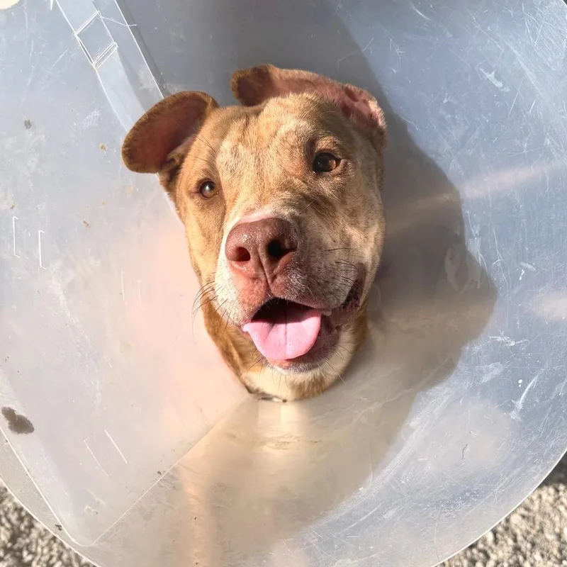 Teddy Bear Boy thumbnail 5