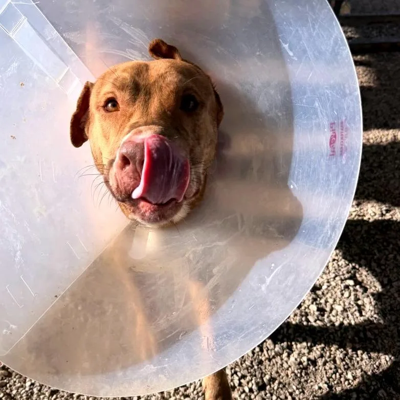 Teddy Bear Boy thumbnail 6