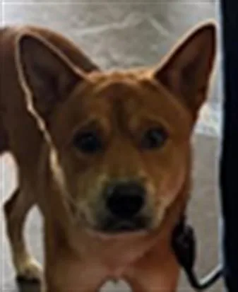 A young large-sized male Australian Cattle Dog / Blue Heeler dog named Kuma for adoption in Los Angeles, CA