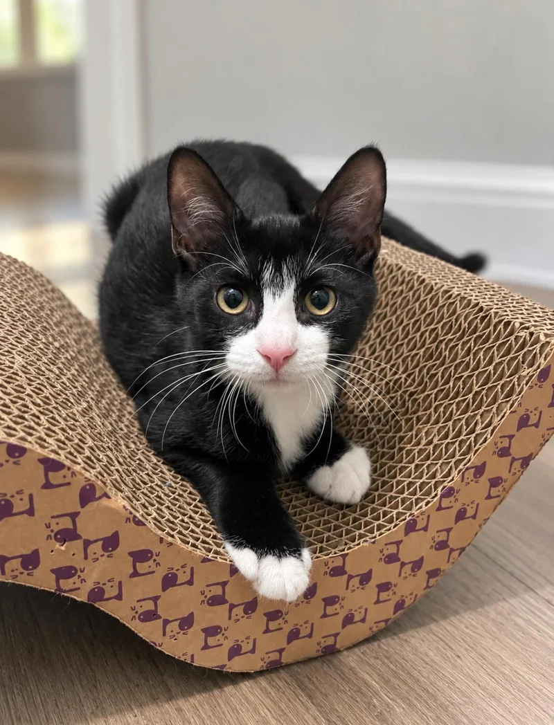 A baby medium-sized female Black & White / Tuxedo Domestic Short Hair cat named Scrappy for adoption in Jacksonville, FL