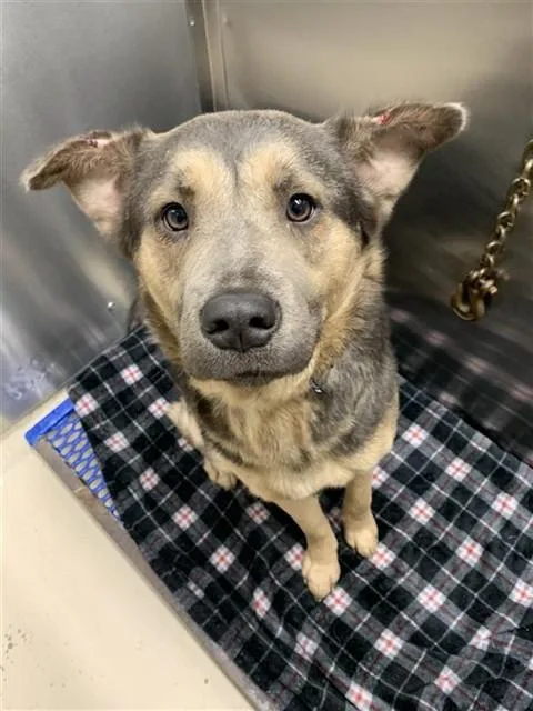 A young medium-sized female Husky dog named Xena for adoption in Fairbanks, AK