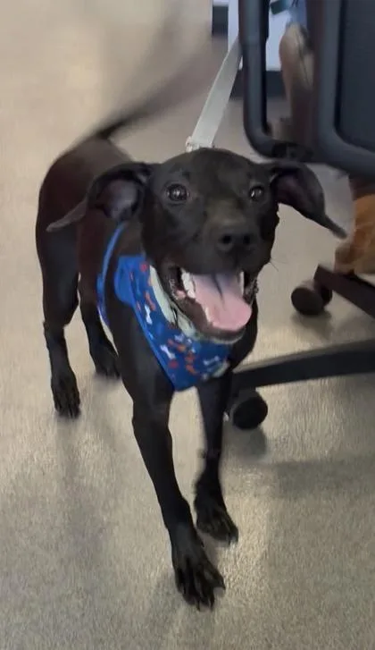 An adult large-sized female Mixed Breed dog named Dribble for adoption in West Chester, PA