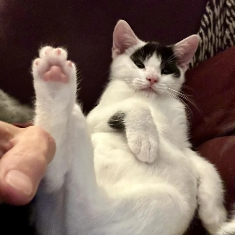 A baby small-sized male Domestic Short Hair cat named Badger for adoption in Saugerties, NY