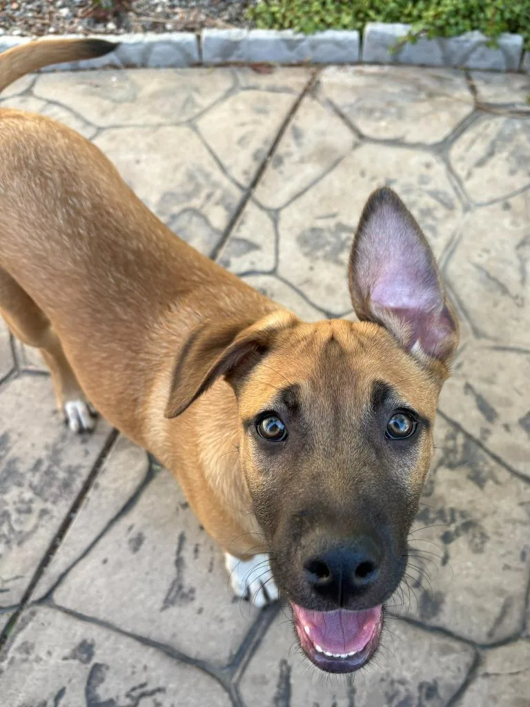 A baby large-sized male Mixed Breed dog named Marquise for adoption in Thousand Oaks, CA