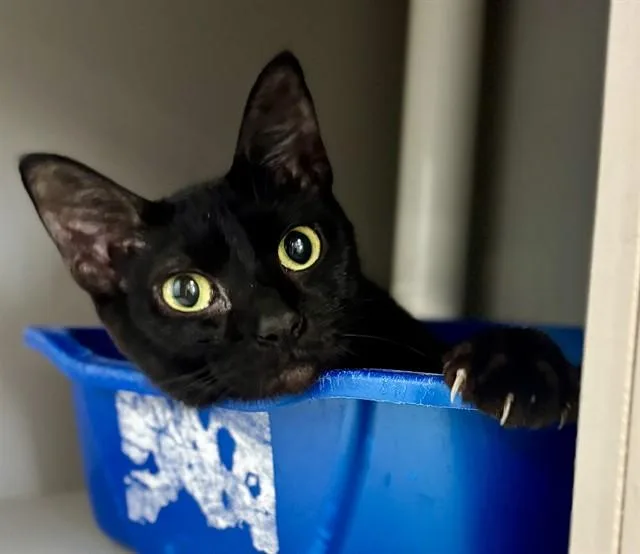 A young small-sized female Domestic Short Hair cat named Teela for adoption in Kalamazoo, MI