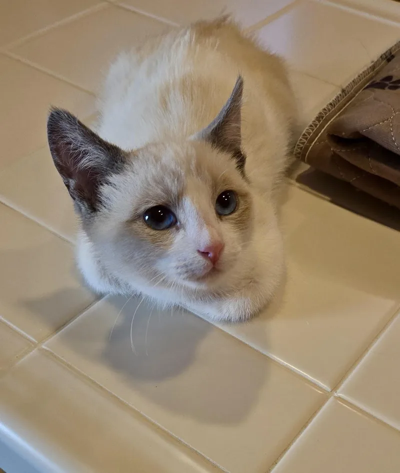 A baby small-sized male Domestic Short Hair cat named Stevie for adoption in Dixon, CA