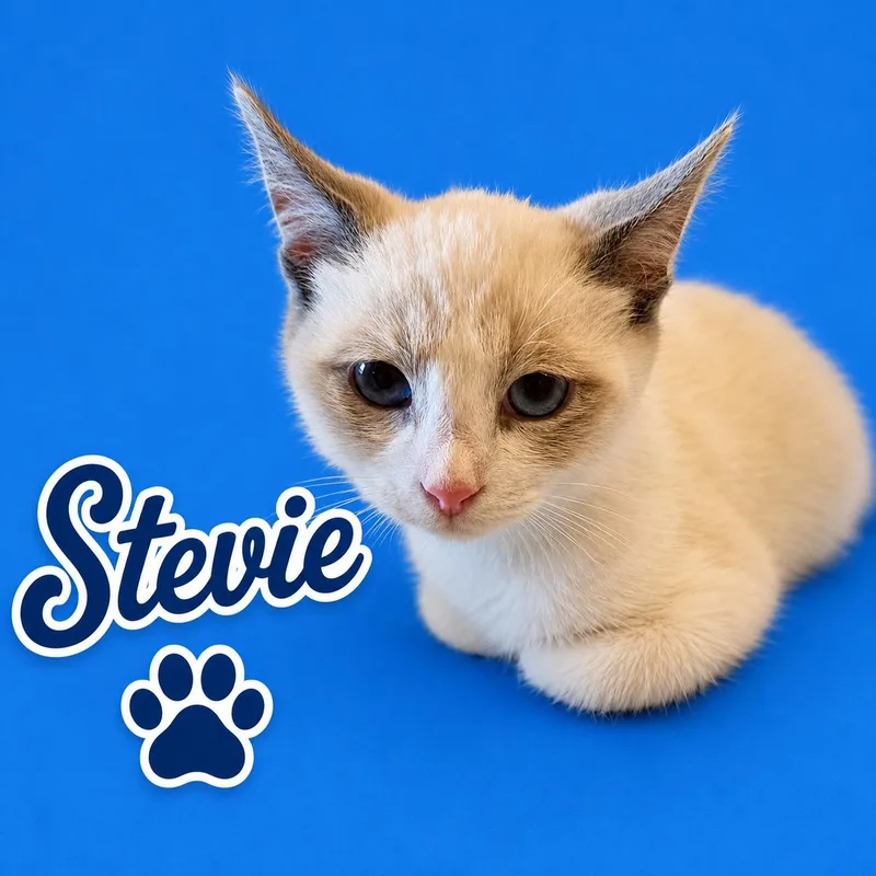 Stevie thumbnail 2