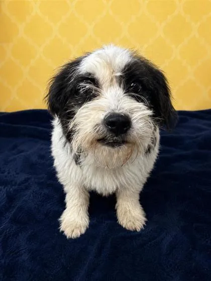 A young small-sized female Terrier dog named Clover for adoption in West Memphis, AR