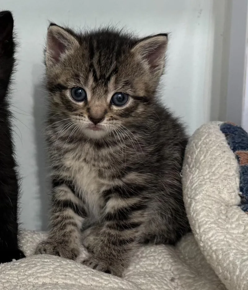 A baby small-sized female Domestic Short Hair cat named Mandy for adoption in Lunenburg, VT