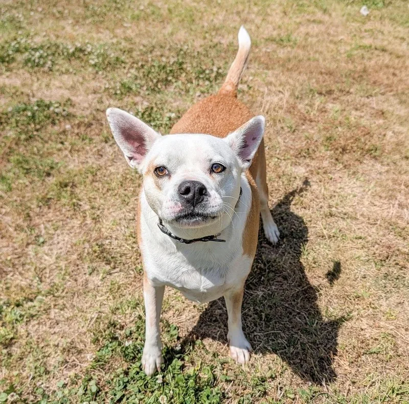 An adult large-sized male White / Cream American Bulldog dog named Charley for adoption in Pottstown, PA