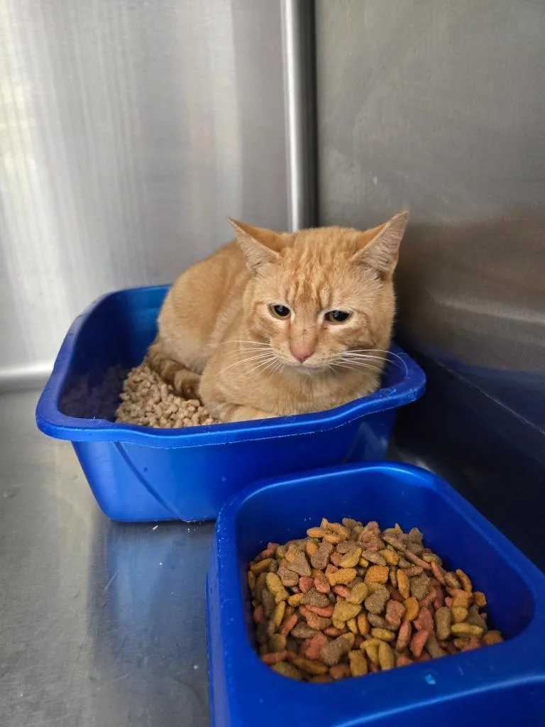 A young medium-sized male Domestic Short Hair cat named Whiskey for adoption in Mount Gilead, NC