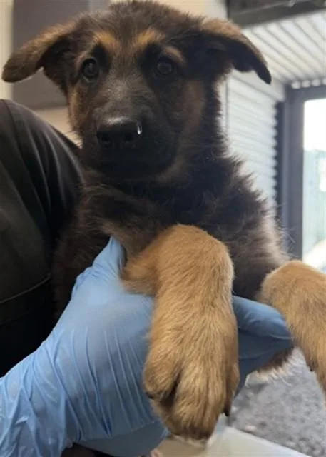 A baby small-sized female German Shepherd Dog dog named Georgia for adoption in San Bernardino, CA