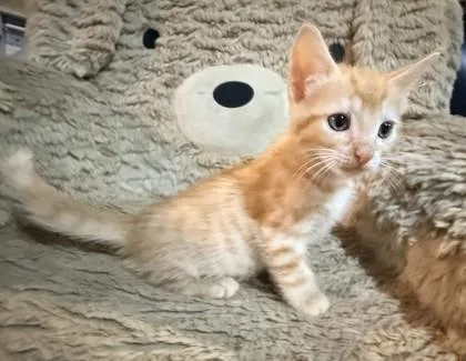 A baby small-sized male Domestic Short Hair cat named Armani for adoption in Chamblee, GA