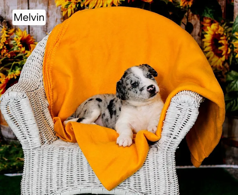 Merlin Melvin