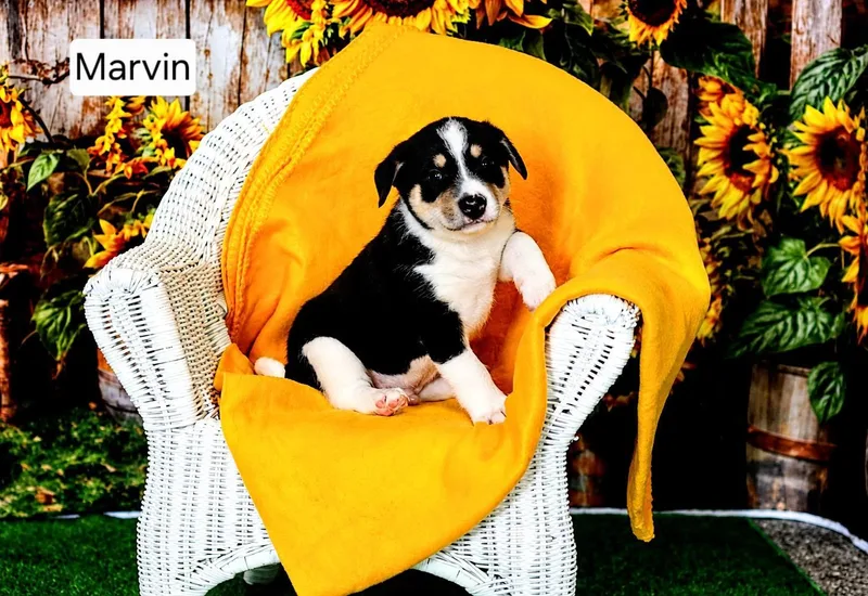 Merlin  Melvin  thumbnail 2