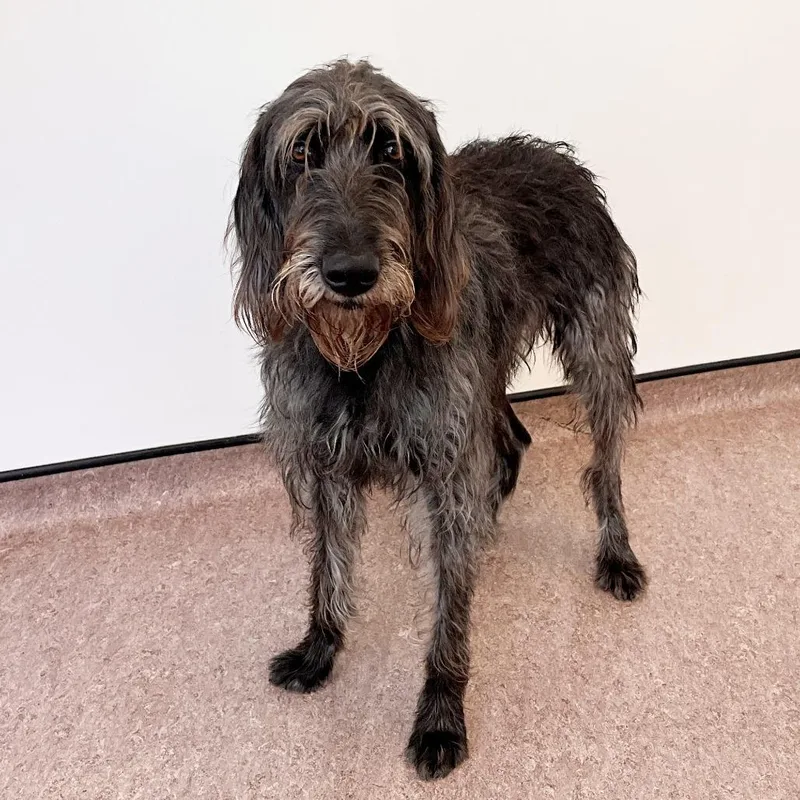 An adult large-sized male Black German Wirehaired Pointer dog named Miles for adoption in Saint Louis, MO