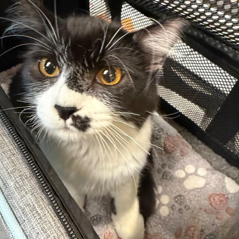 A young small-sized female Black Domestic Long Hair cat named Maddie for adoption in Norman, OK
