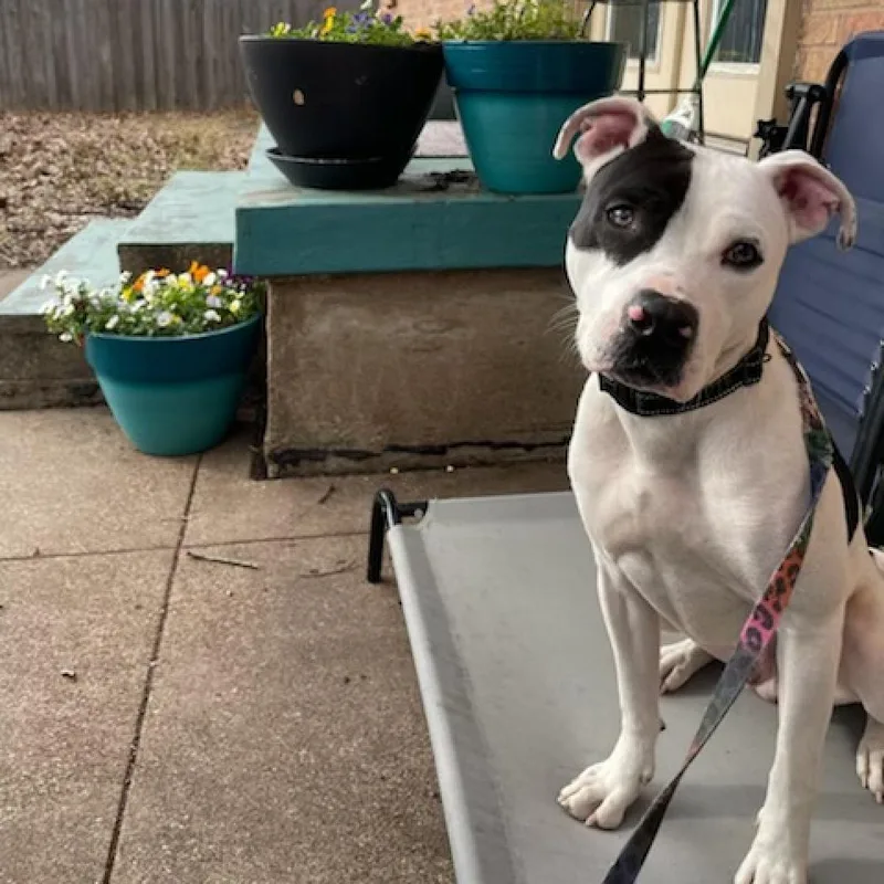 Ferguson thumbnail 3