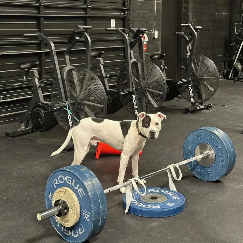 Ferguson thumbnail 5