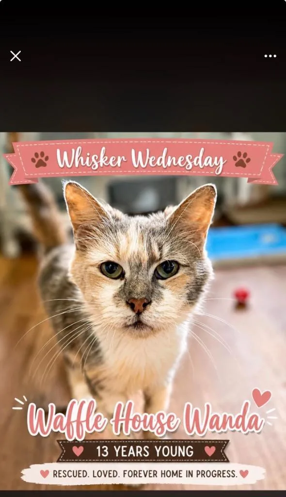 A senior medium-sized female Domestic Long Hair cat named Waffle House Wanda for adoption in Douglasville, GA