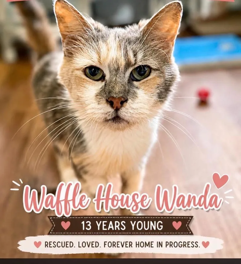 Waffle House Wanda thumbnail 2