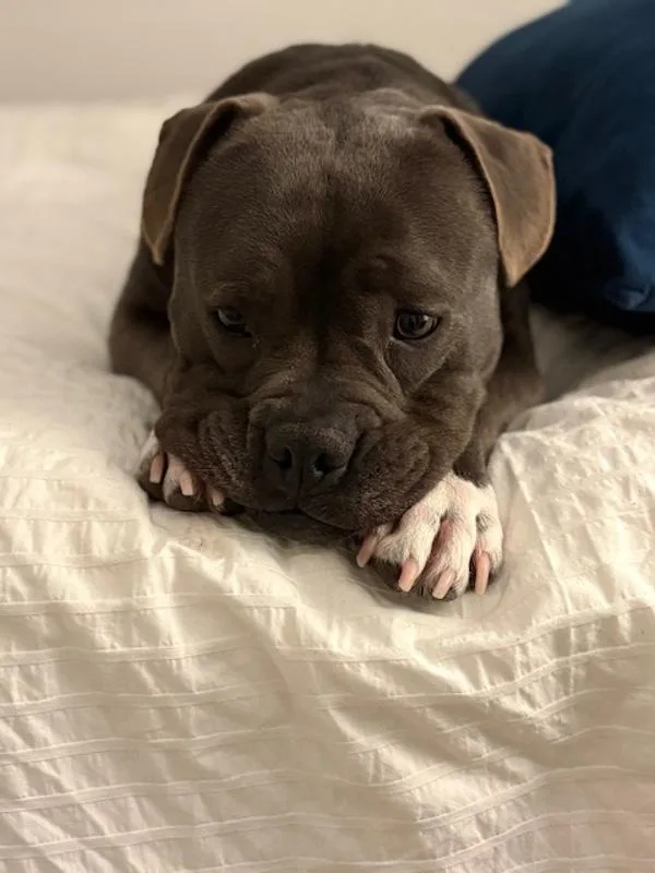 An adult large-sized female Pit Bull Terrier dog named Millie for adoption in San Diego, CA