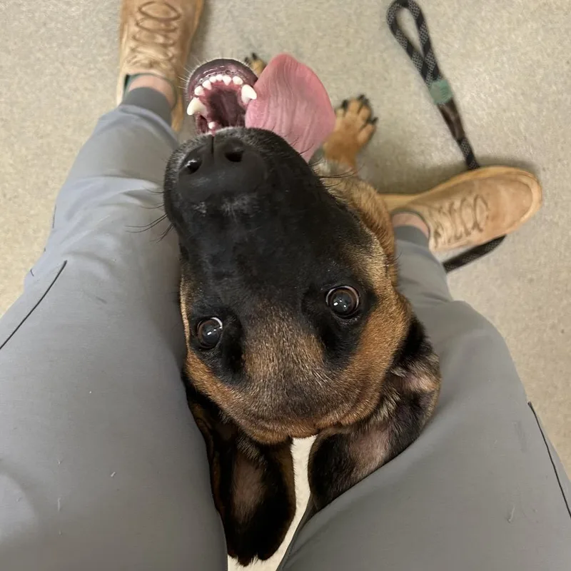A young medium-sized female Shepherd dog named Sakura for adoption in Lynchburg, VA